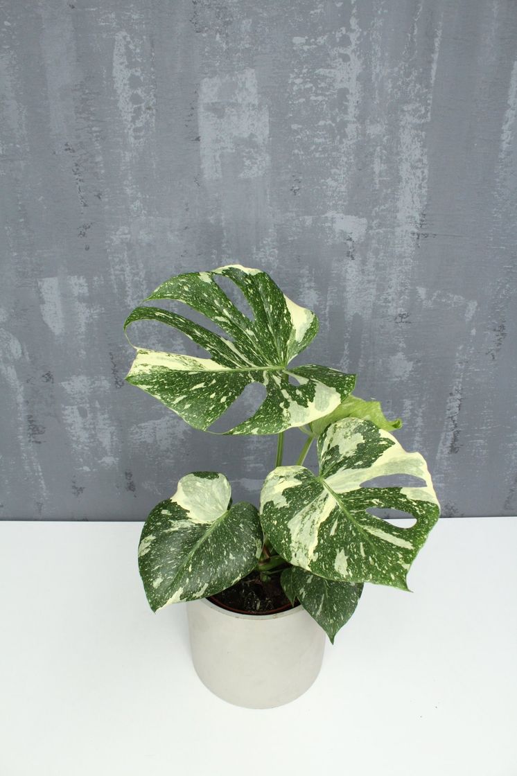 Fashion Monstera deliciosa “Thai Constellation” – Mestre Jardineiro