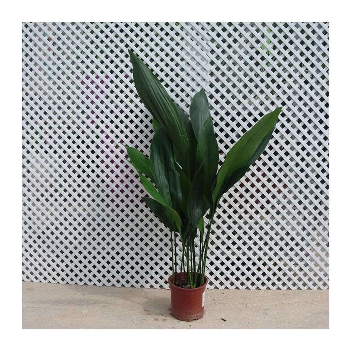 Products Aspidistra