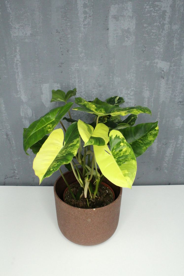 Moda Philodendron Burle  Marx Variegado