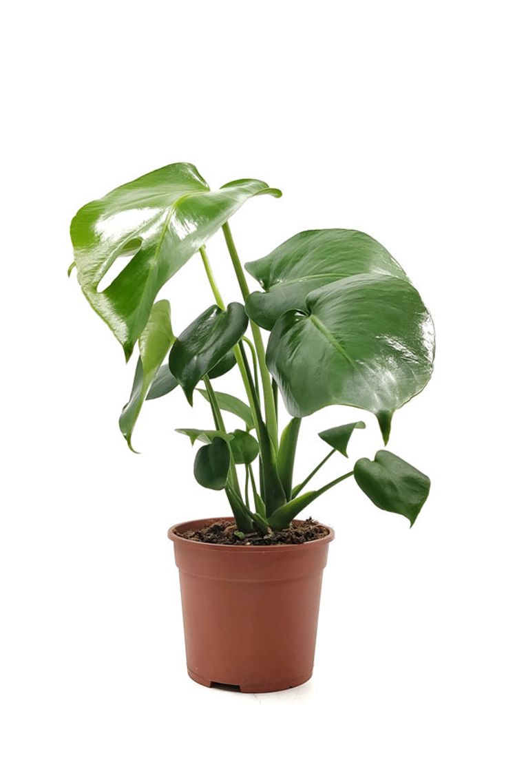 Moda Monstera deliciosa - Entrecactus