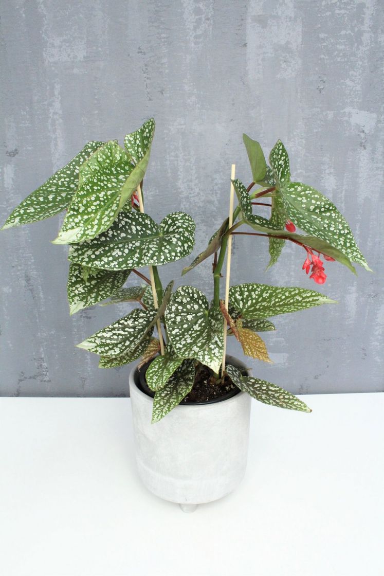 Moda Begonia Maculata Snowcap – Mestre Jardineiro