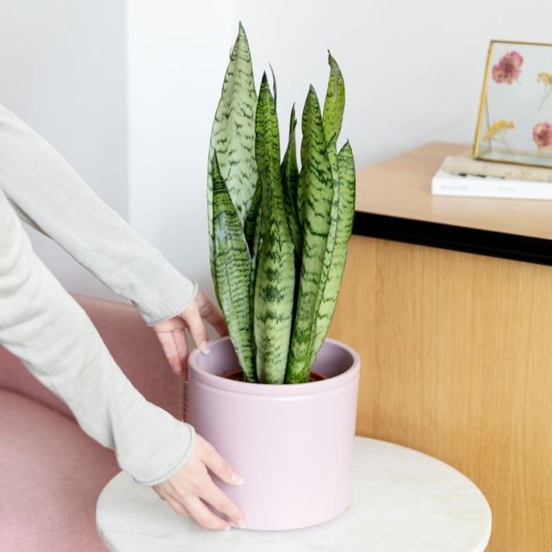 Products Sansevieria - Savannah