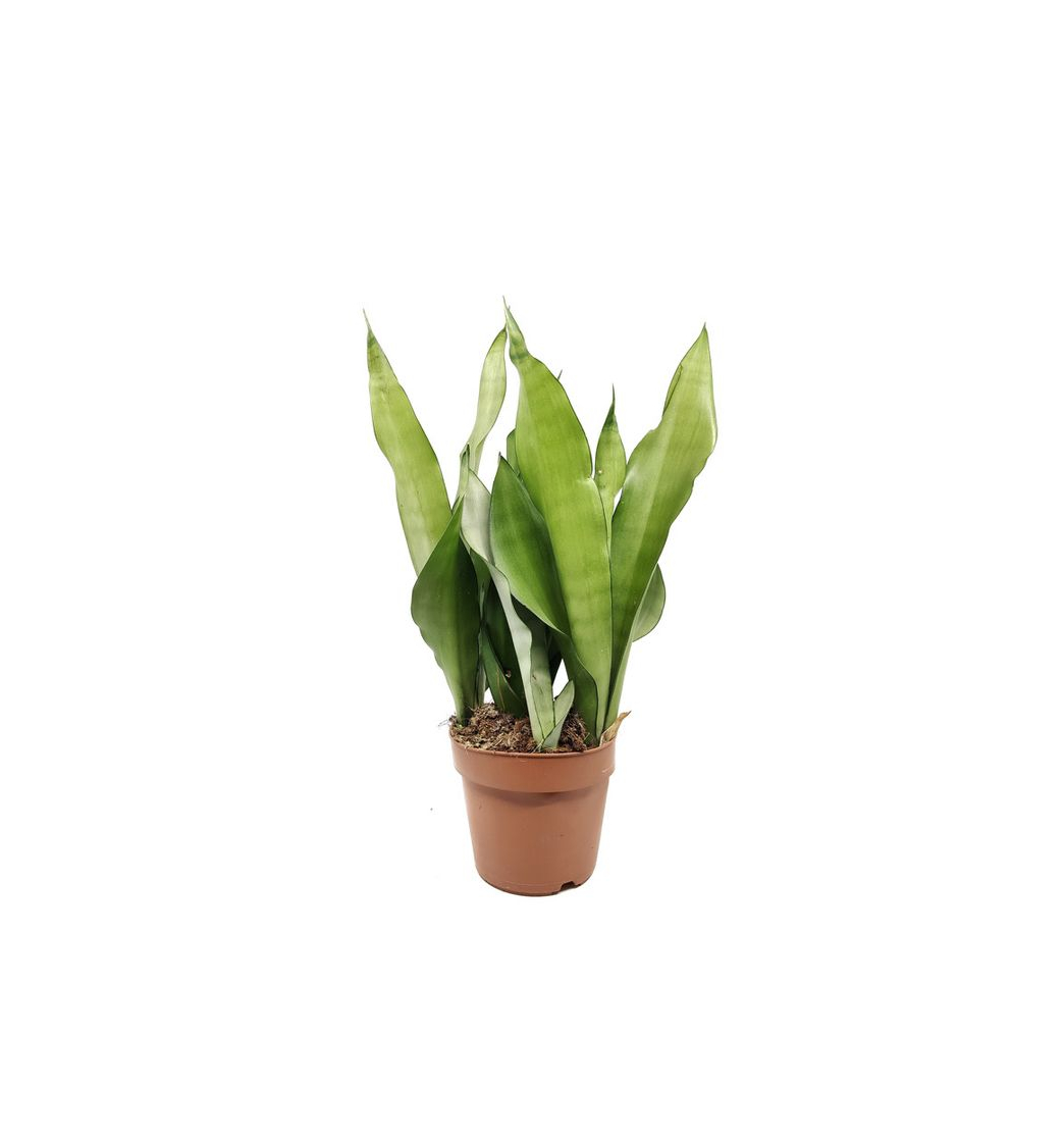 Productos Sansevieria moonshine