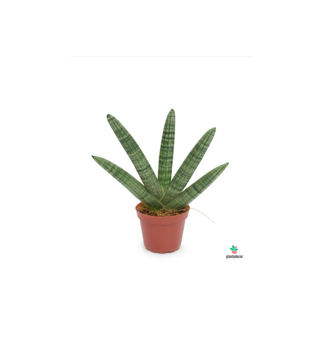 Products Sansevieria Cylindrica var