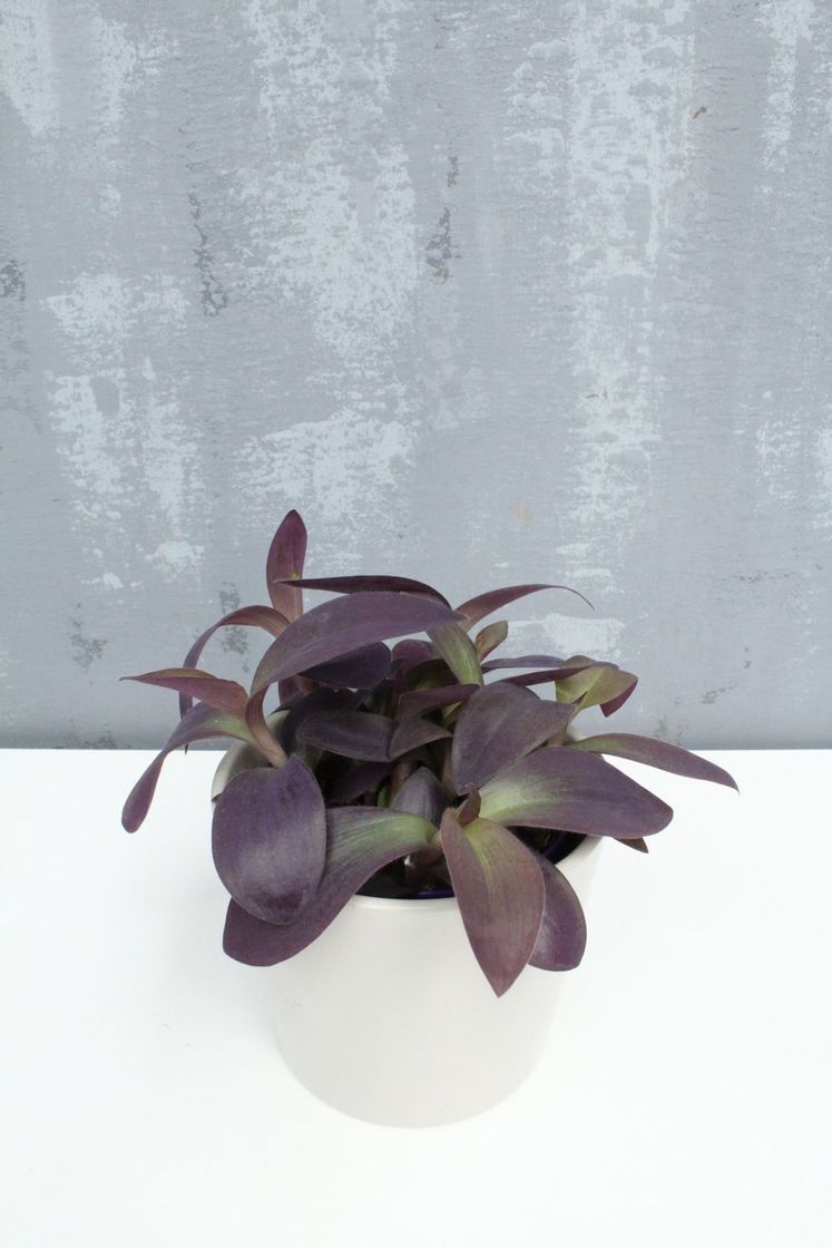 Productos Tradescantia pálida – plantas