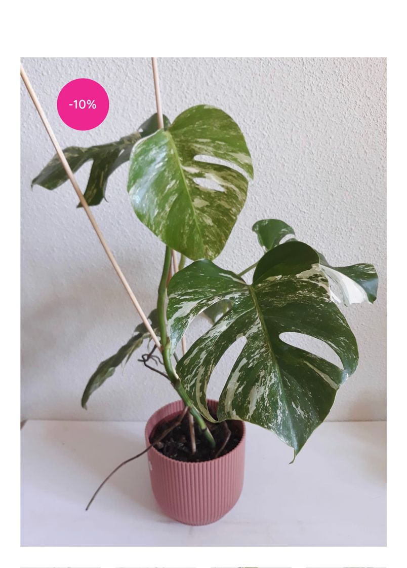 Product Monstera Albo Variegata 03