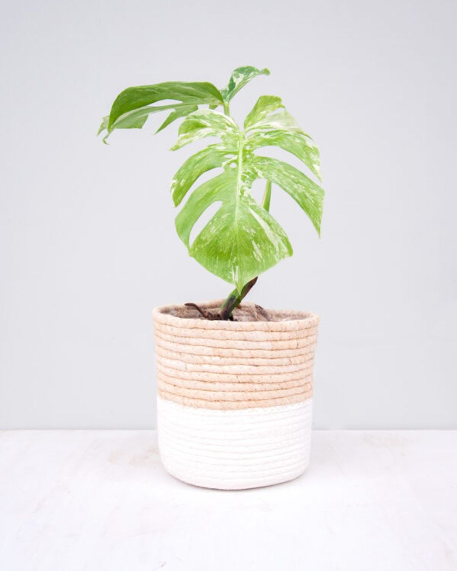 Product Monstera Deliciosa Variegated