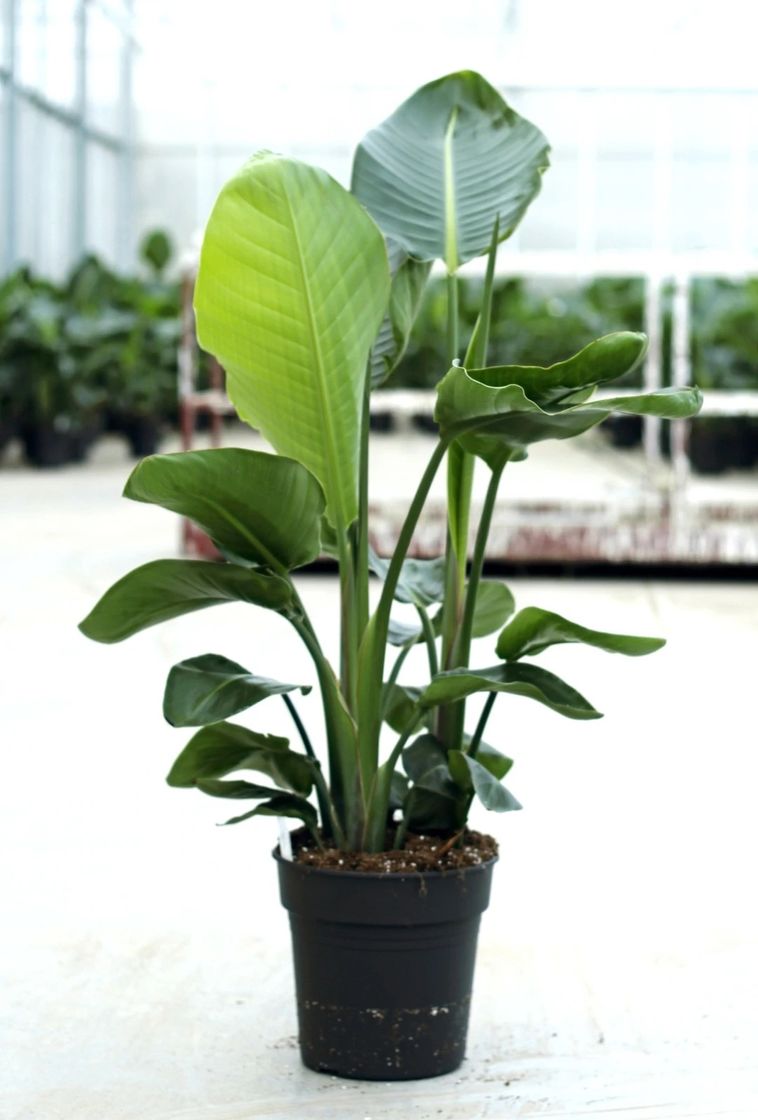 Social Strelitzia Nicolai