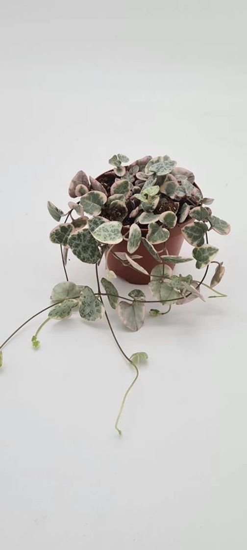 Products Ceropegia Variegada planta