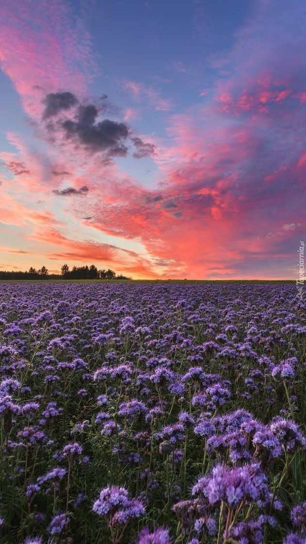 Fashion Wallpaper lindo flores e céu ☁️🌸🌸