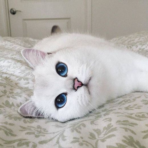 Cat olhos azuis