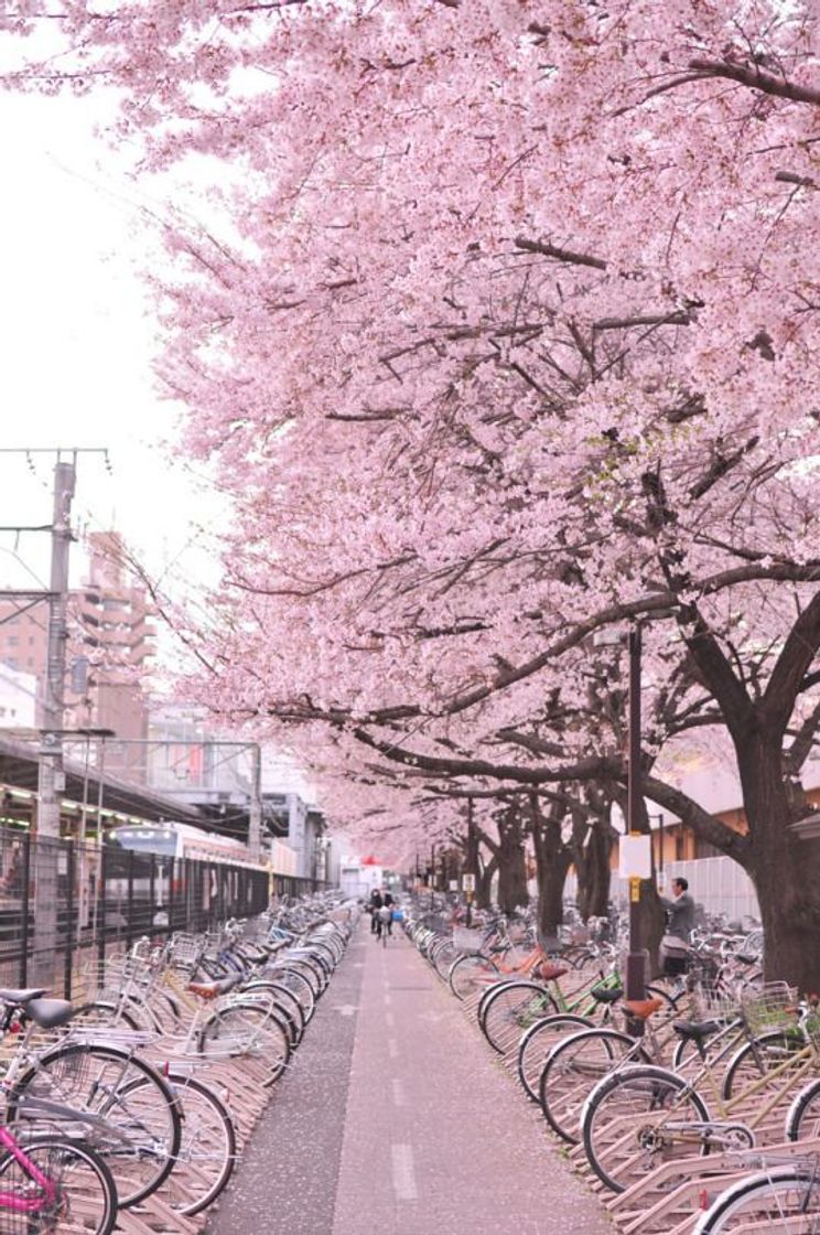 Place Sakura