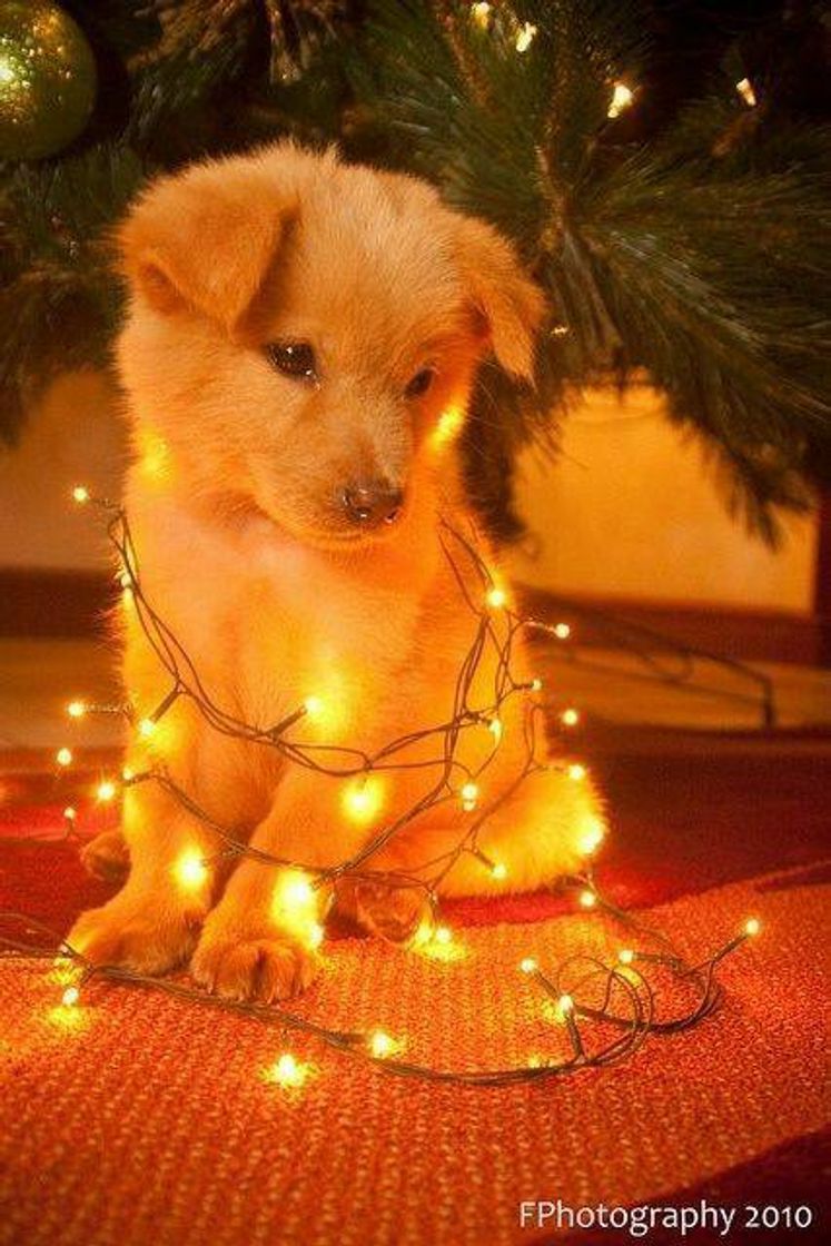 Social Doguinho 