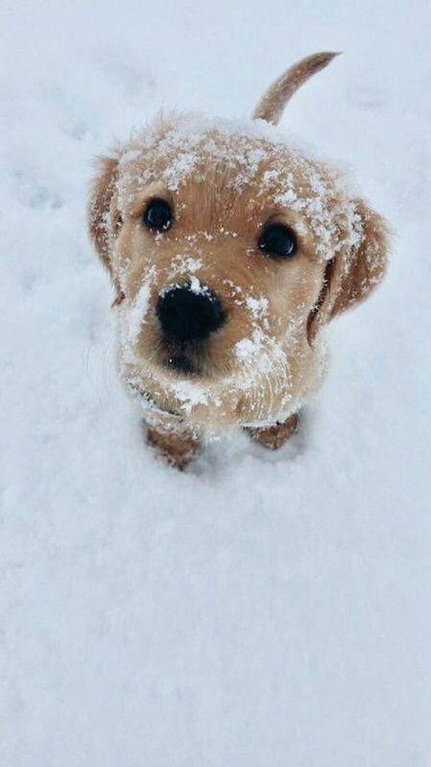 Social Doguinho na neve