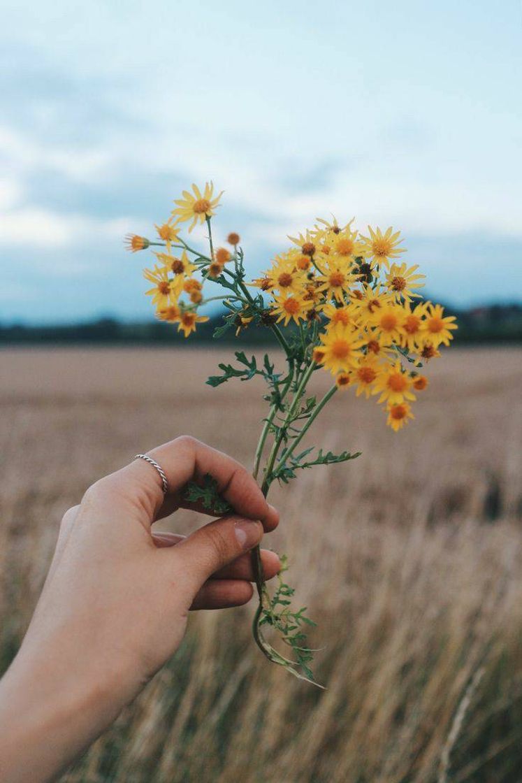 Fashion Flowers 