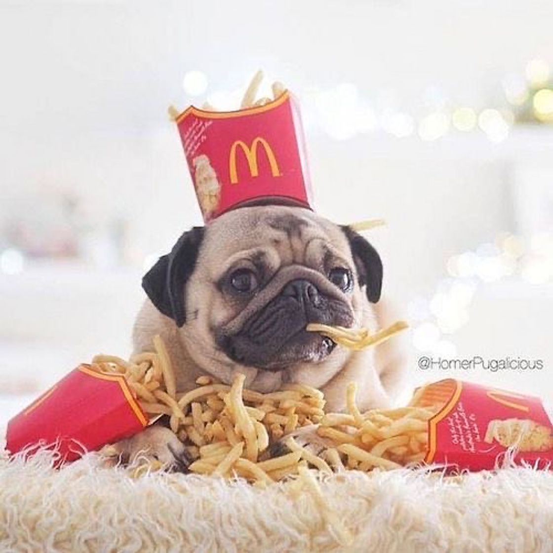 Moda 🐶🍟