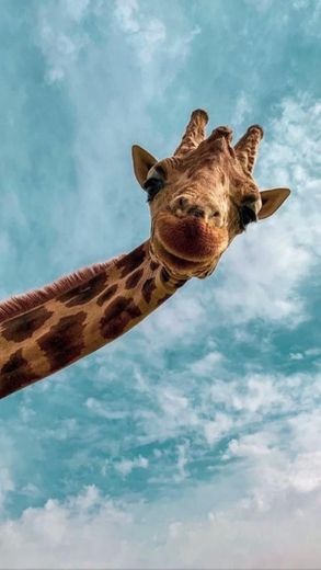 hello🦒