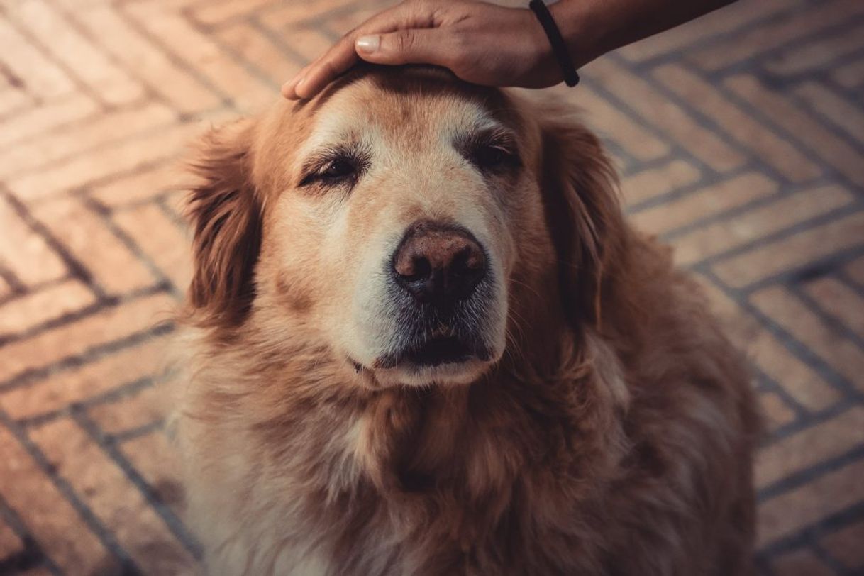 Social Es un perro no lo ignores
