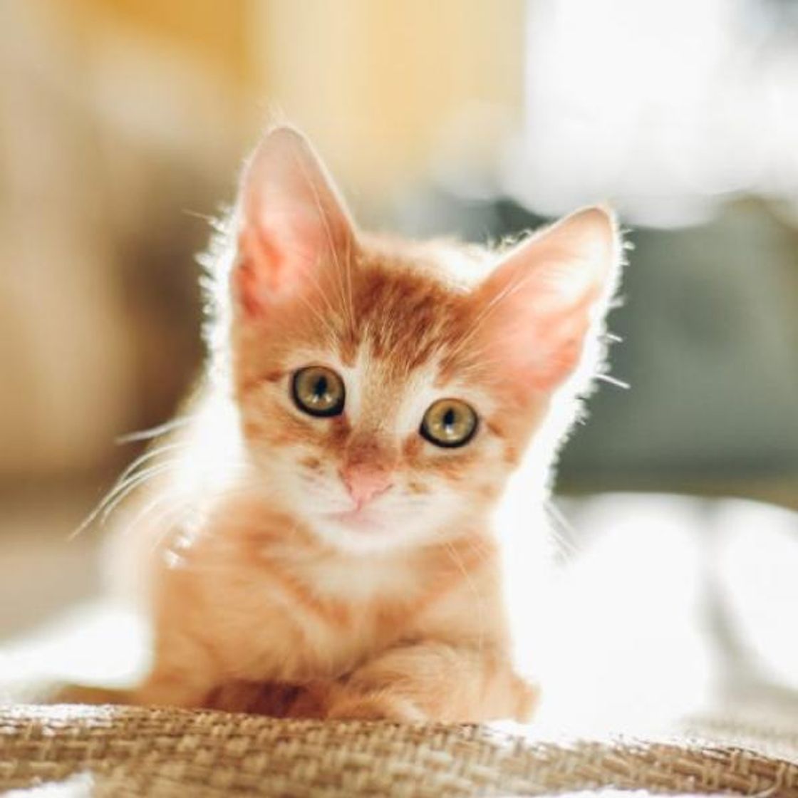 Social un gato