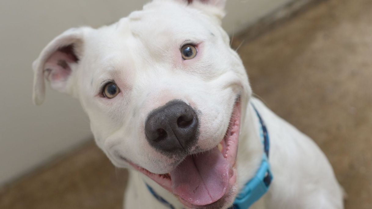 Social pitbull