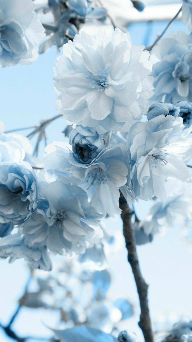 Social Wallpaper Blue 