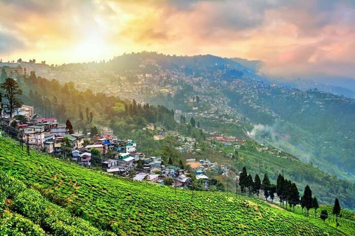 Restaurants Darjeeling