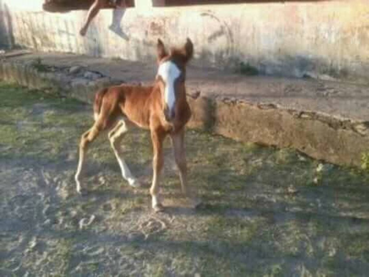 Moda Momentos do meu príncipe de 4 patas🐎 #PoneiMickelangelo