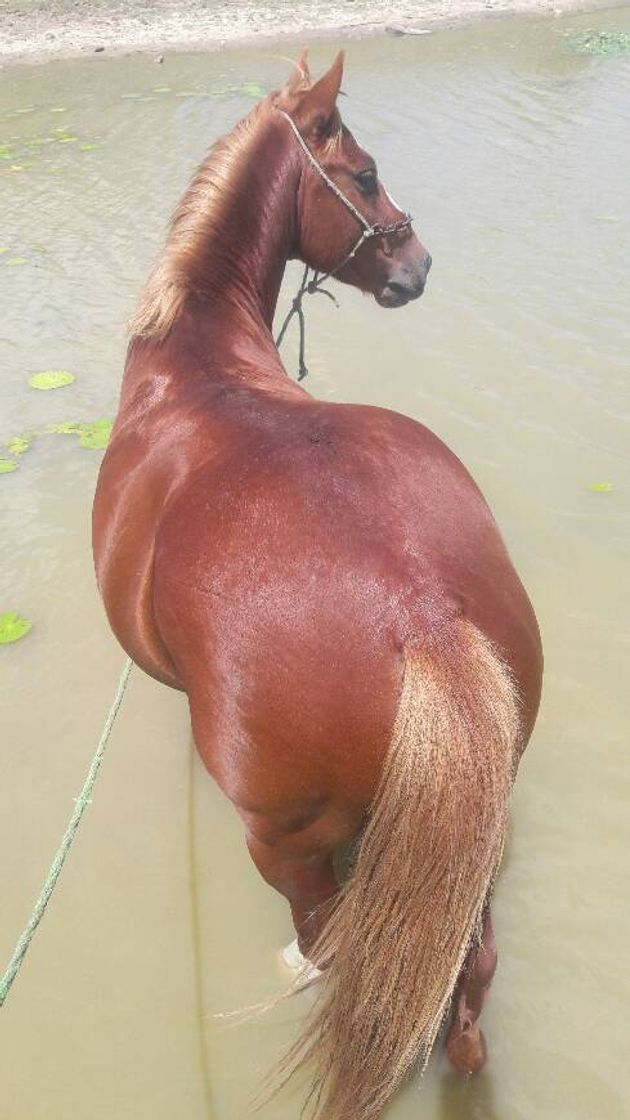 Moda Momentos do que príncipe🐎