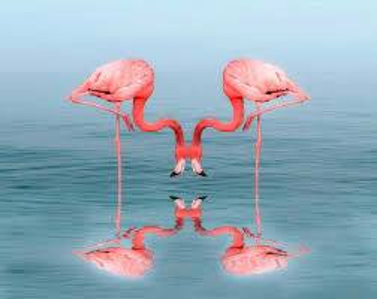 Music Flamingos