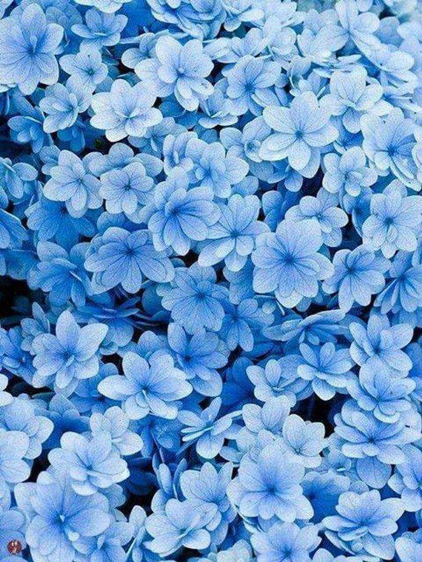 Fashion Wallpaper blue