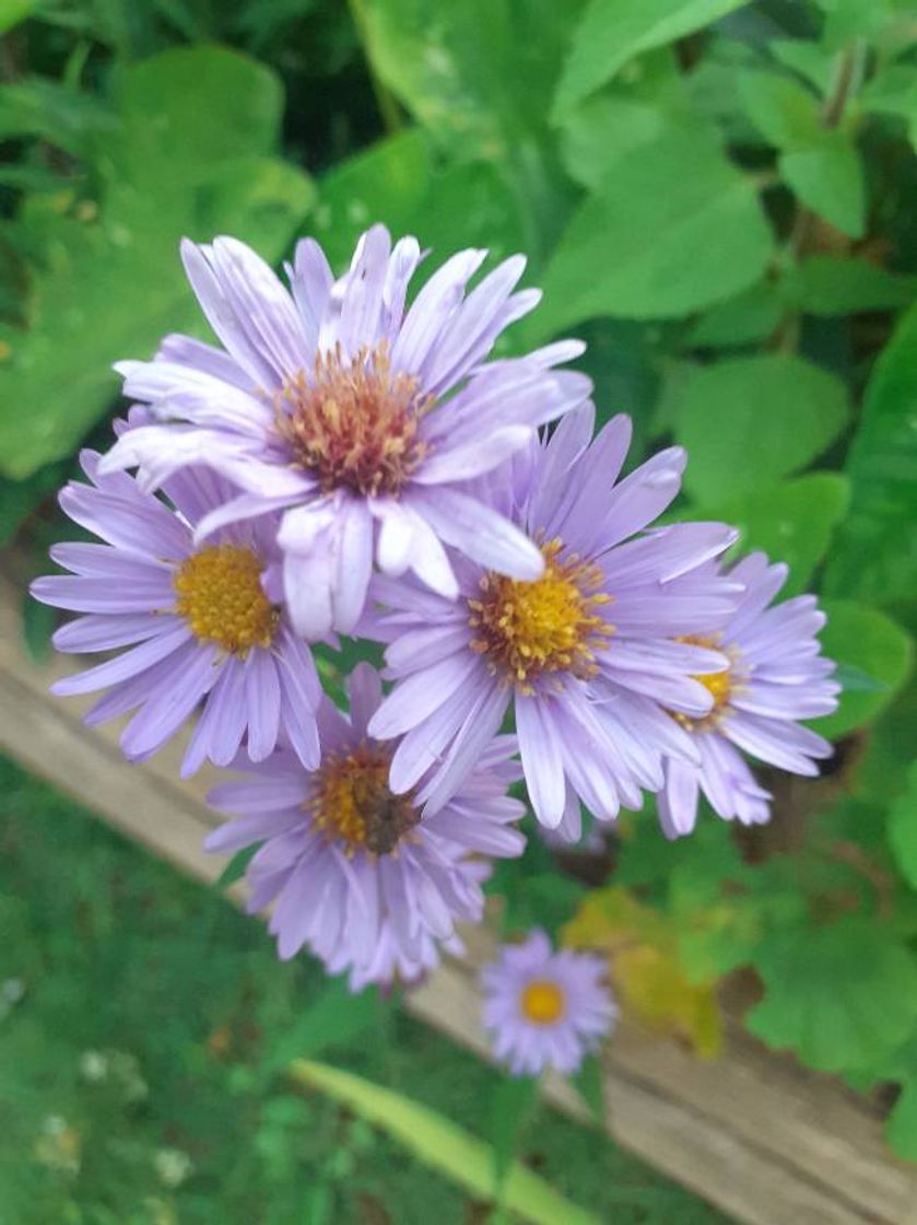 Moda Flor lilás 🌸