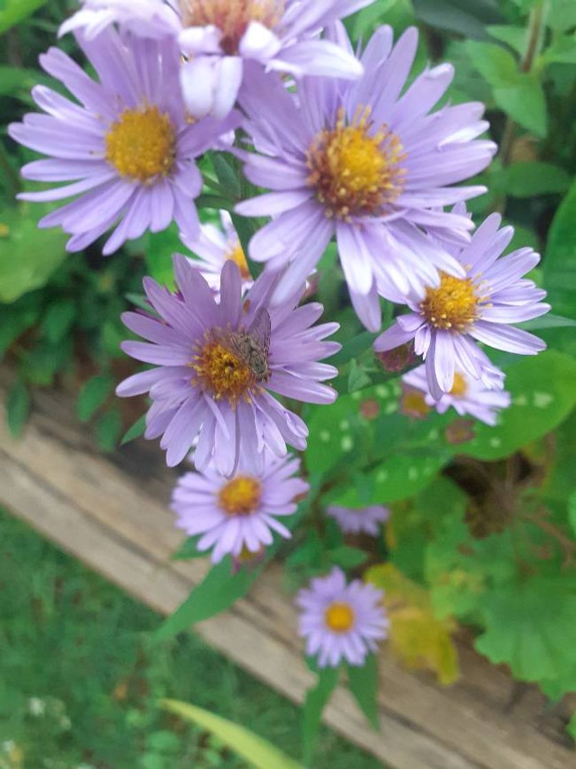 Moda Flor lilás 🌸