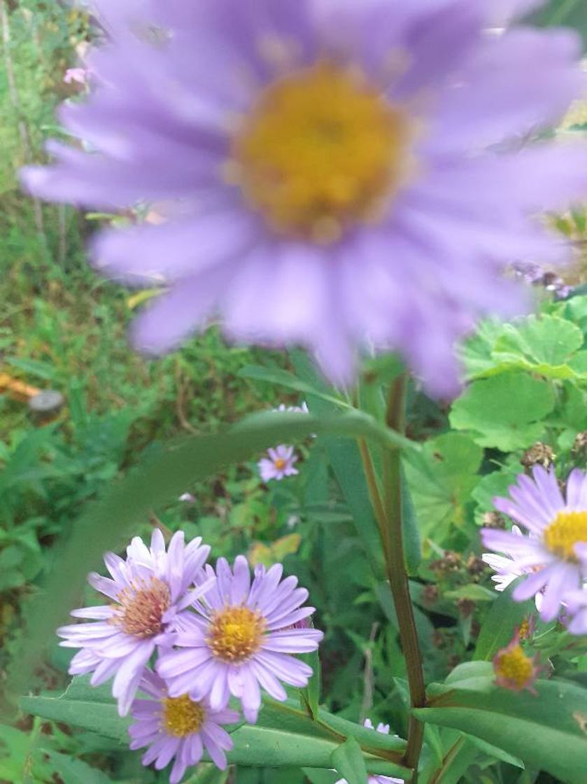 Moda Flor lilás 🌸