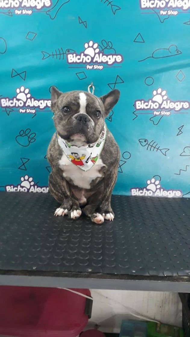 Lugar Pet Shop Bicho Alegre