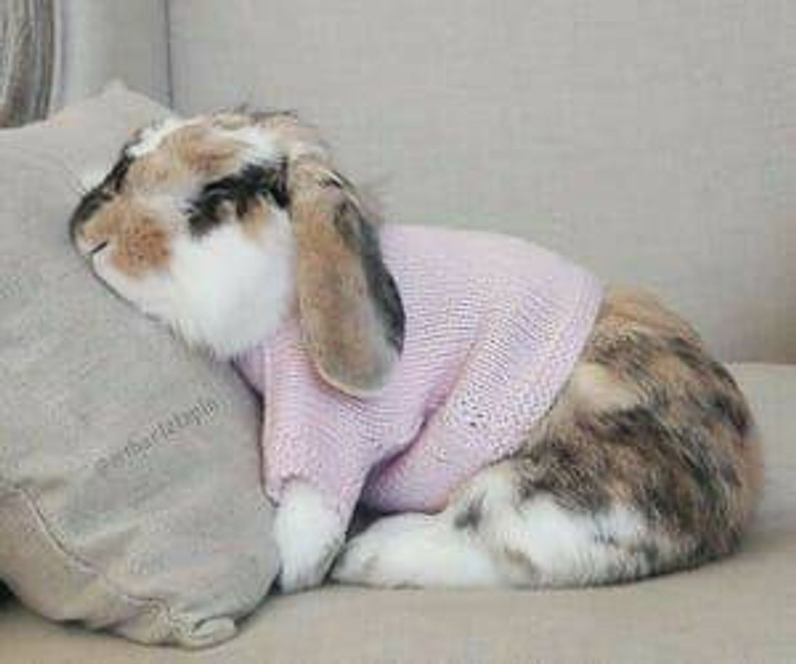 Moda Rabbits