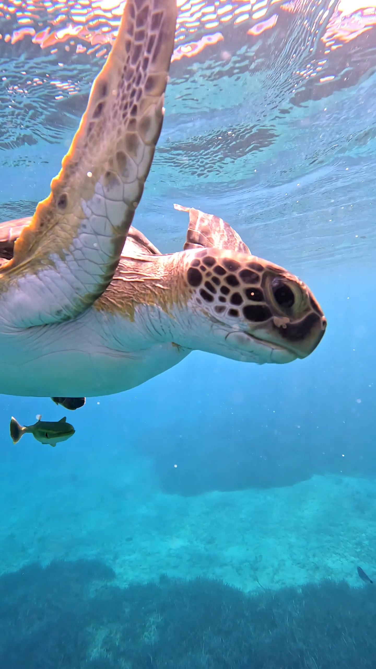 Social Test Turtle