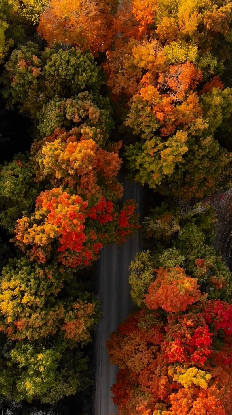 Social Test Video Forest 2