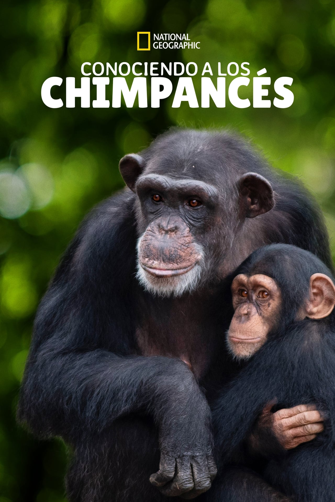 Serie Santuario de chimpancés