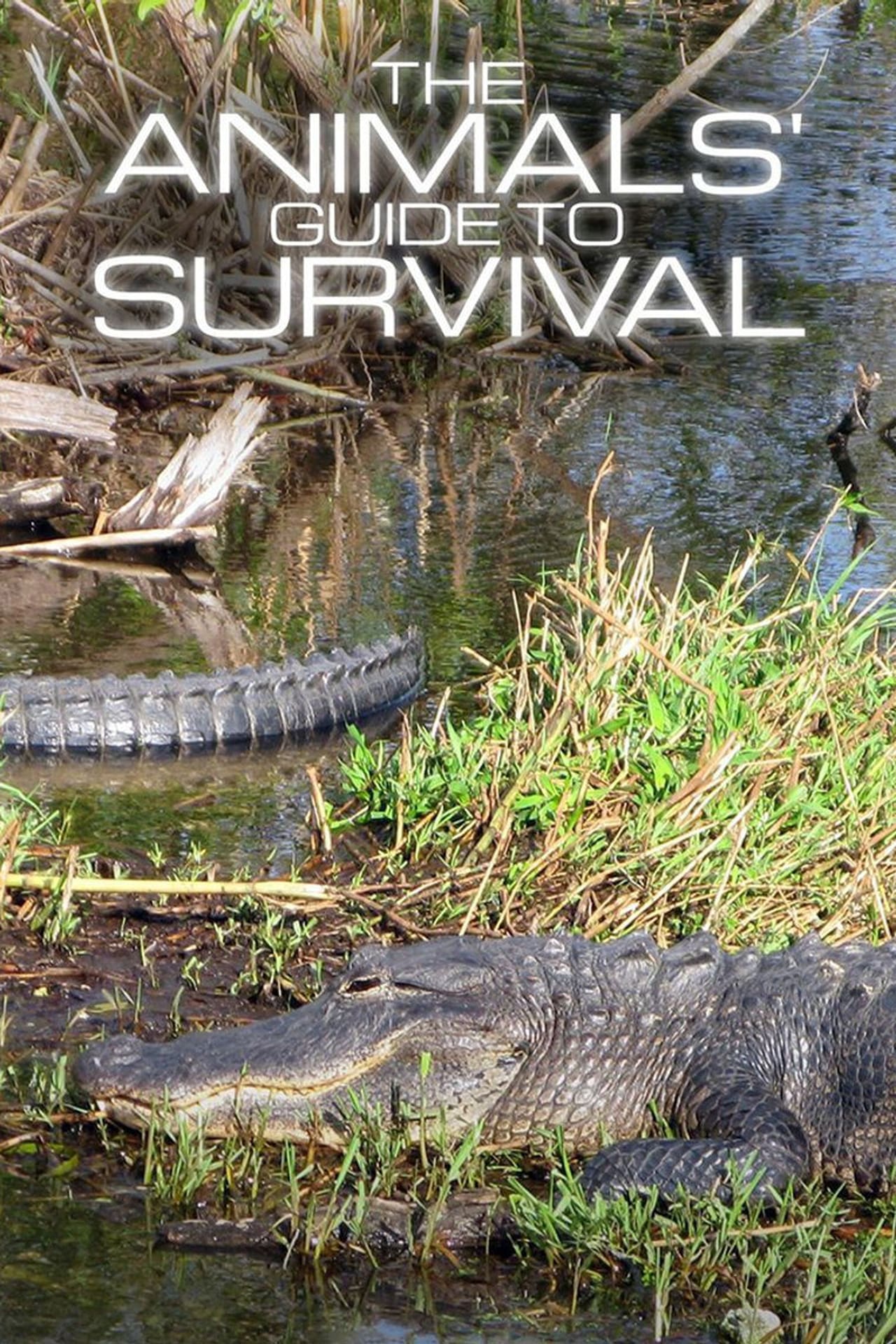 Series The Animals' Guide to Survival