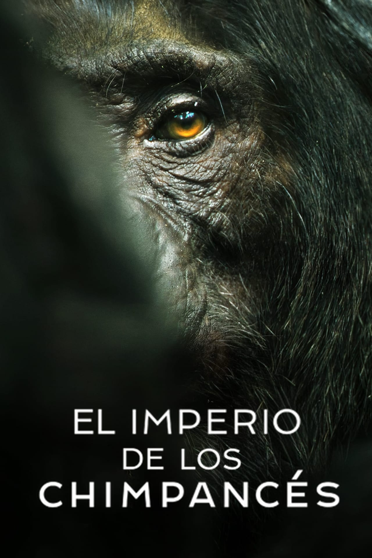 Serie El imperio de los chimpancés