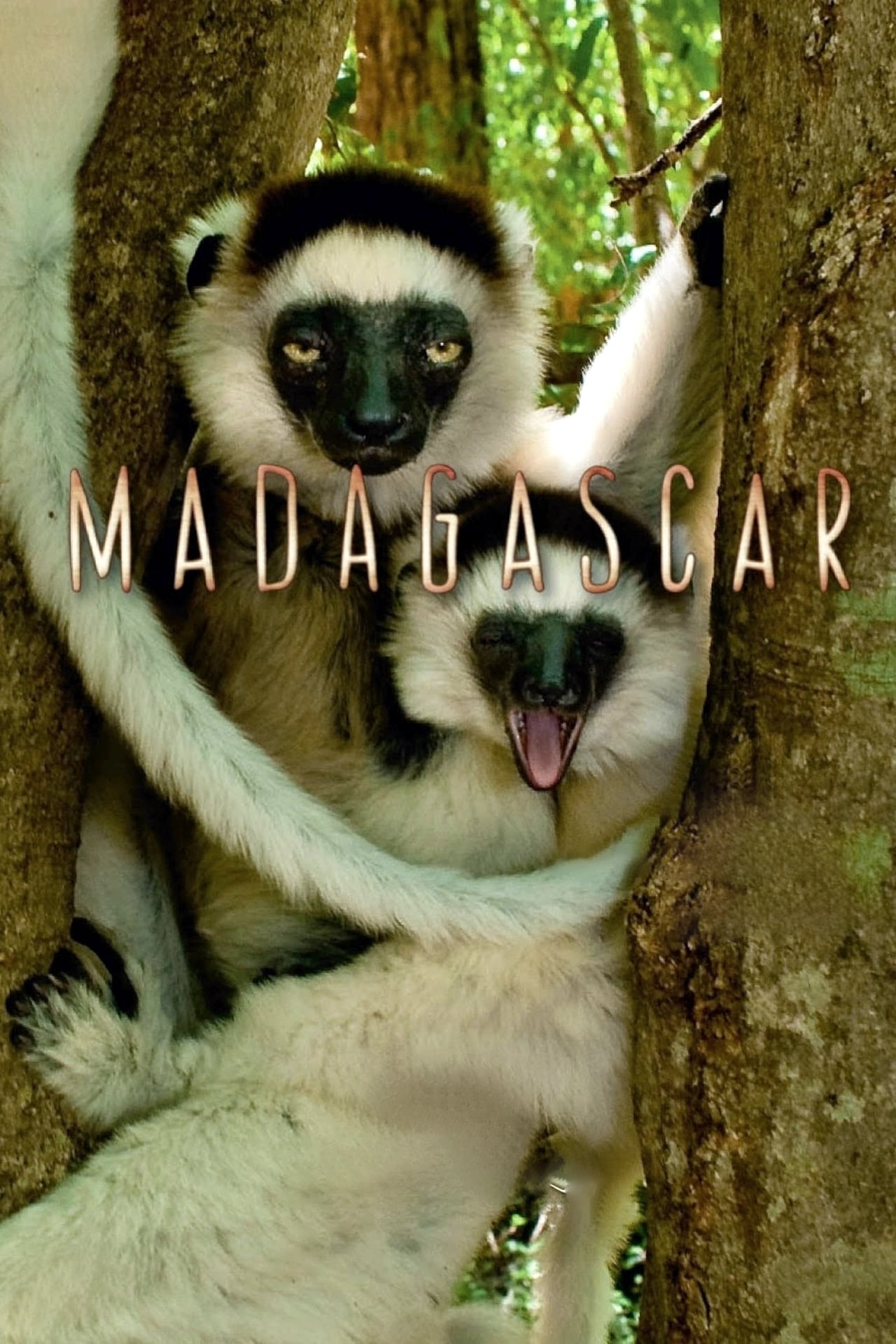 Serie Madagascar