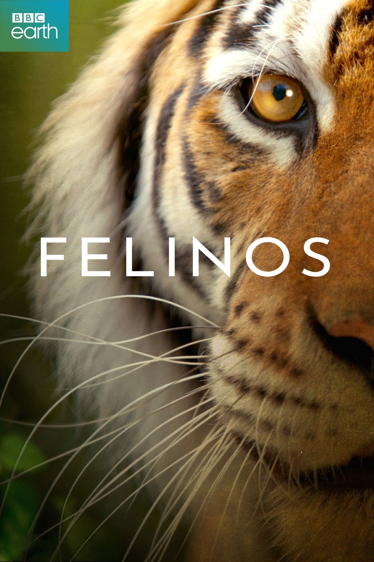 Series Felinos