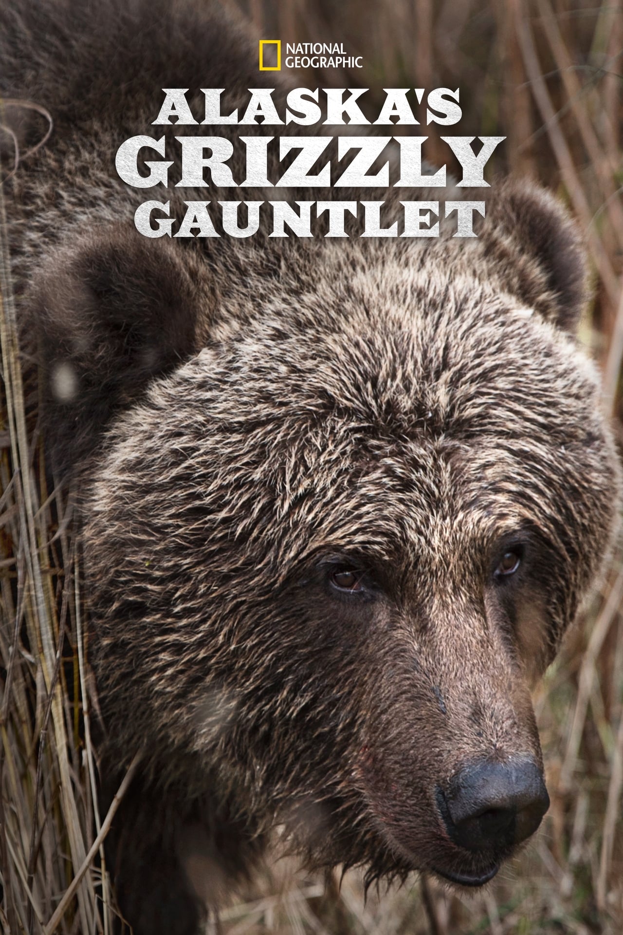 Serie Alaska's Grizzly Gauntlet