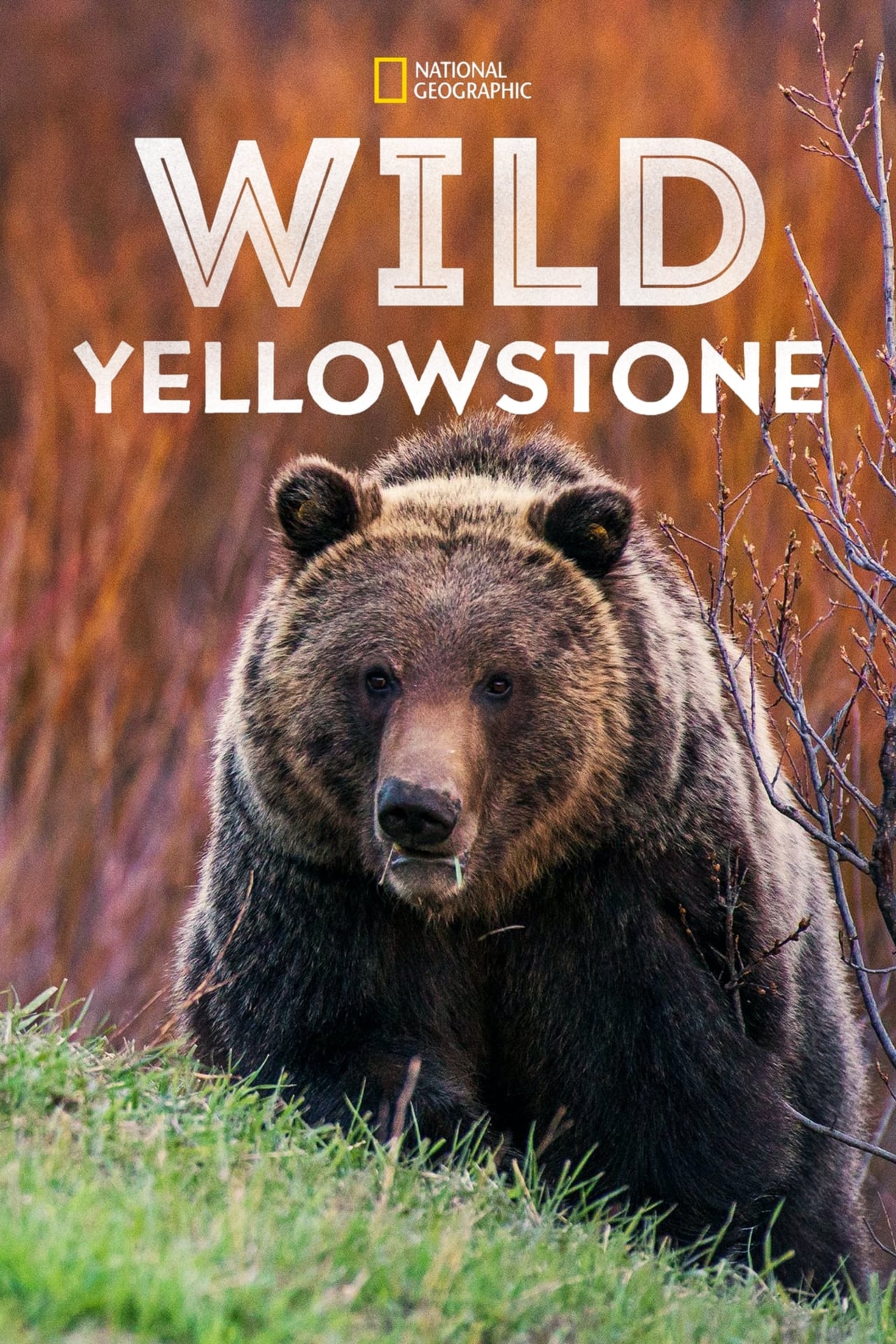 Serie Wild Yellowstone