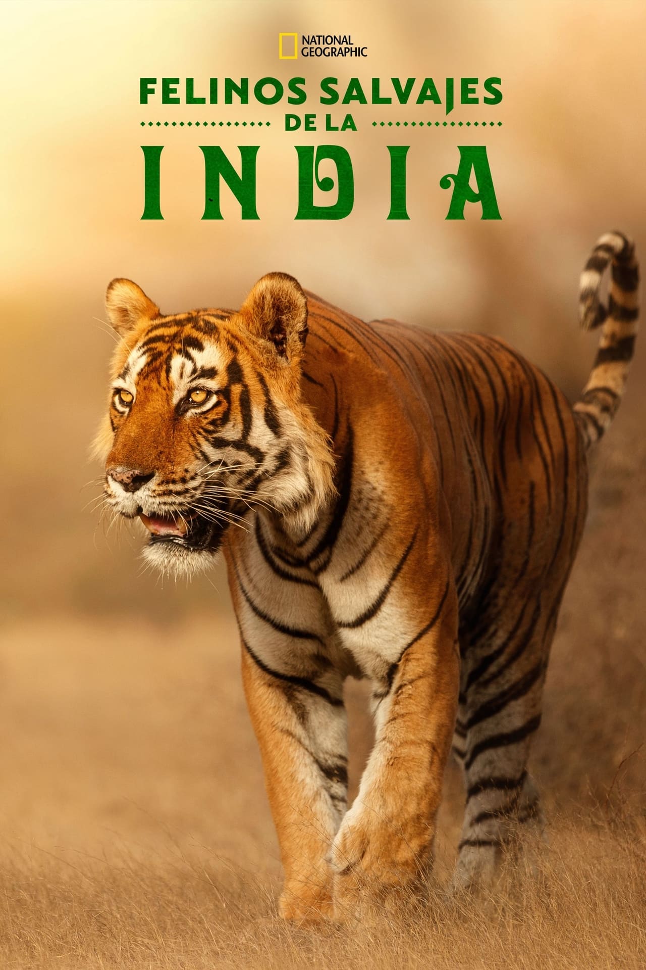 Serie Felinos Salvajes de India