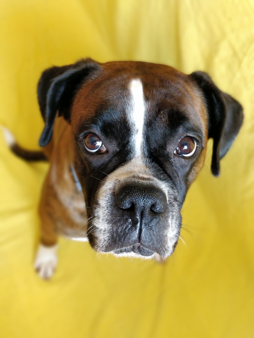 kiraboxerdog