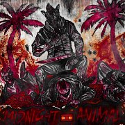 Midnight Animal