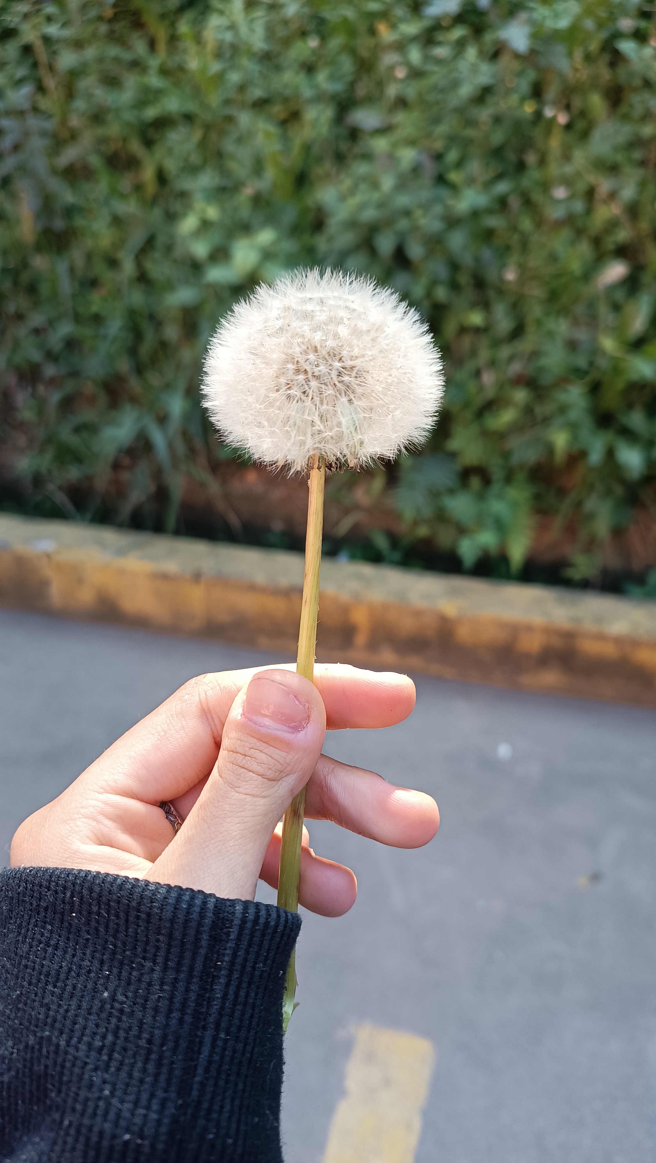 Social Dandelion 🌻